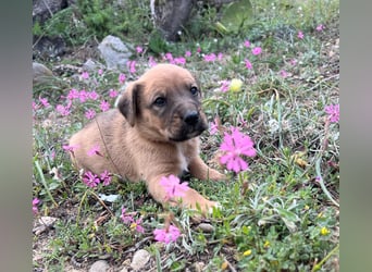 Sandro, der fröhliche Welpe, wartet auf seine Lieblingsmenschen