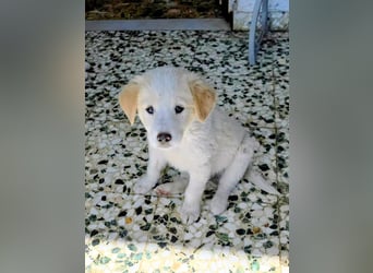 Inyan sucht sein Herz-Zuhause