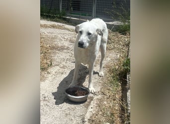 Bonnie - Ein Herz auf vier Pfoten, eine Traumhündin für jung und alt