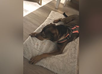 Junghund Charly sucht endlich die richtigen Menschen für den Neuanfang (auf PS in Alsfeld)