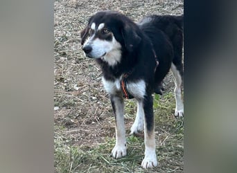 SOPHIA – die sanfte Hündin mit großem Herz sucht ihre Lieblingsmenschen