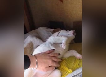 Aponi wünscht sich ein kuscheliges Körbchen