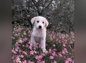 Ugo – kleiner Sonnenschein auf der Suche nach seiner Familie