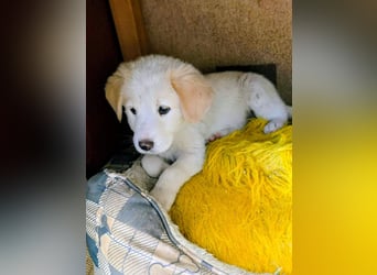 Inyan sucht sein Herz-Zuhause