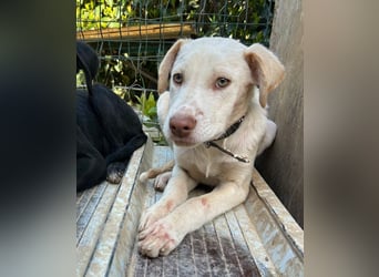 Asher – Ein sensibler Schatz, der mit Geduld aufblüht