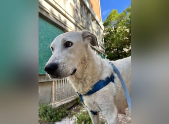 Bonnie - Ein Herz auf vier Pfoten, eine Traumhündin für jung und alt