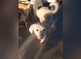 Aponi sucht ihr Für-immer-Zuhause