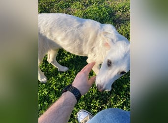 Angel-ein Engel sucht seinen Wirkungskreis