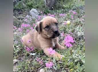 Sandro, der fröhliche Welpe, wartet auf seine Lieblingsmenschen