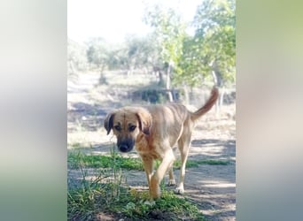 Luna – gib ihr Zeit und sie schenkt dir ihr Herz