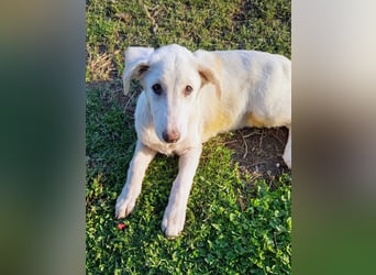 Angel-ein Engel sucht seinen Wirkungskreis