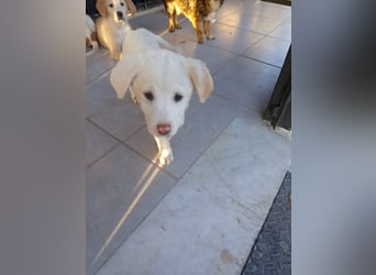 Aponi sucht ihr Für-immer-Zuhause