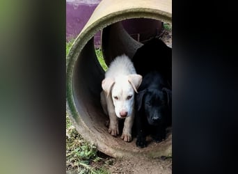 Asher – Ein sensibler Schatz, der mit Geduld aufblüht