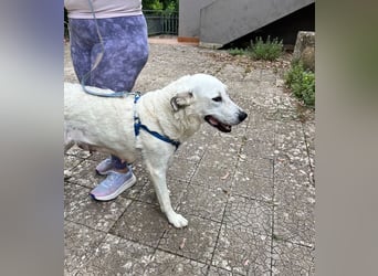 Bonnie - Ein Herz auf vier Pfoten, eine Traumhündin für jung und alt