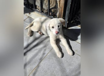 Aponi sucht ihr Für-immer-Zuhause