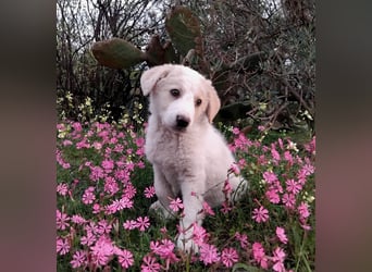 Ugo – kleiner Sonnenschein auf der Suche nach seiner Familie