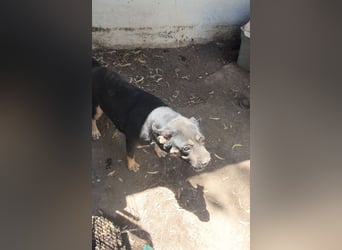 TRUDY – Eine Seele voller Liebe hinter kalten Gittern