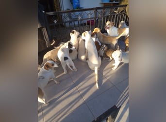 Aponi sucht ihr Für-immer-Zuhause