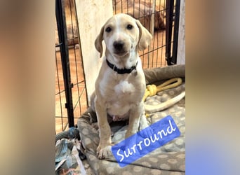 Kleiner Sonnenschein Surround wartet auf sein Glück