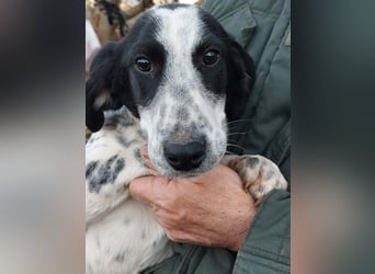 Conny wartet auf ihre Menschen!