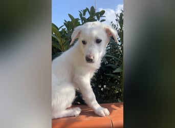 Otis – ein kleiner Sonnenschein auf der Suche nach einem Zuhause