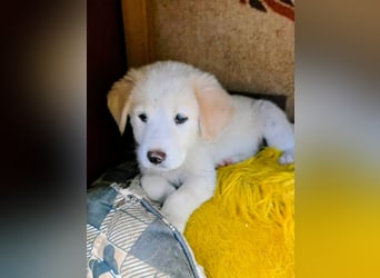 Inyan sucht sein Herz-Zuhause