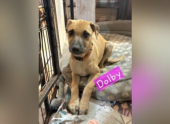 Dolby – der fröhliche Mischlingswelpe sucht ein liebevolles Zuhause