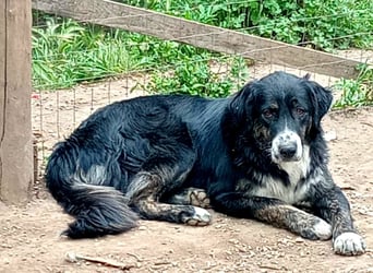 Black, der sanfte Herzenshund sucht Menschen, die ihm Zeit zum Vertrauen geben