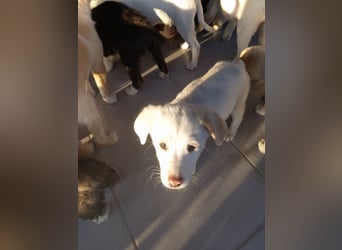 Aponi sucht ihr Für-immer-Zuhause