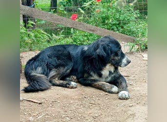 Black, der sanfte Herzenshund sucht Menschen, die ihm Zeit zum Vertrauen geben