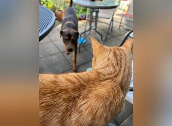 Junghund Charly sucht endlich die richtigen Menschen für den Neuanfang (auf PS in Alsfeld)