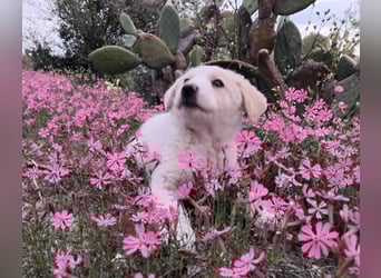 Ugo – kleiner Sonnenschein auf der Suche nach seiner Familie