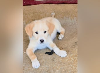 Inyan sucht sein Herz-Zuhause