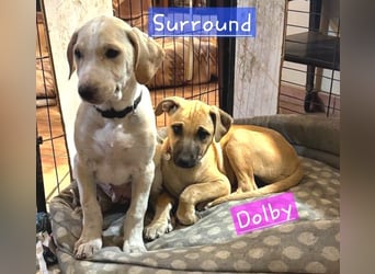 Dolby – der fröhliche Mischlingswelpe sucht ein liebevolles Zuhause