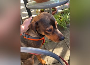 Junghund Charly sucht endlich die richtigen Menschen für den Neuanfang (auf PS in Alsfeld)