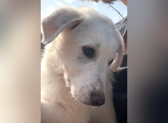 Otis – ein kleiner Sonnenschein auf der Suche nach einem Zuhause