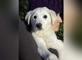 Otis – ein kleiner Sonnenschein auf der Suche nach einem Zuhause