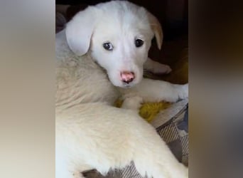 Aponi wünscht sich ein kuscheliges Körbchen