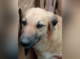 Luna – gib ihr Zeit und sie schenkt dir ihr Herz