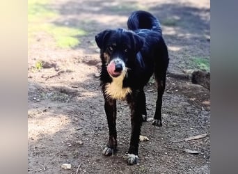 Black, der sanfte Herzenshund sucht Menschen, die ihm Zeit zum Vertrauen geben