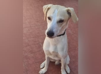 Tyron – sanfter Herzenshund sucht sein Für-immer-Zuhause