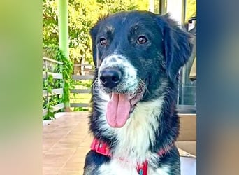 Black, der sanfte Herzenshund sucht Menschen, die ihm Zeit zum Vertrauen geben