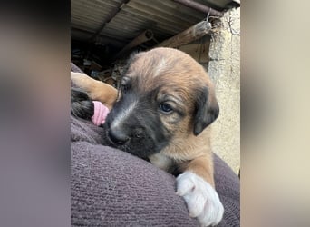 Lola – das süße Mischlingswelpenmädchen aus Sizilien braucht eine liebevolle Familie