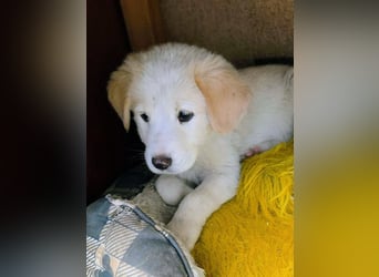 Inyan sucht sein Herz-Zuhause