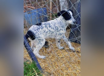 Conny wartet auf ihre Menschen!