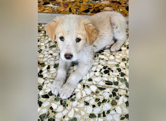 Inyan sucht sein Herz-Zuhause