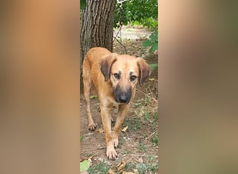 Luna – gib ihr Zeit und sie schenkt dir ihr Herz