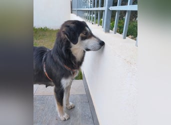 SOPHIA – die sanfte Hündin mit großem Herz sucht ihre Lieblingsmenschen