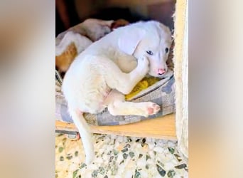 Aponi sucht ihr Für-immer-Zuhause