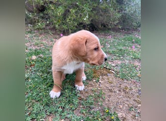 Romolo – der kleine Überlebenskämpfer aus Sizilien sucht sein Zuhause